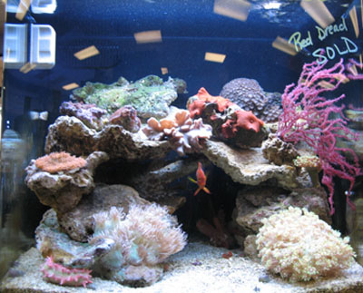 Corals and Reef Supplies