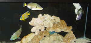Aquarium Fish Feeding Tips 
