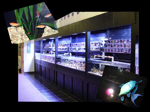 Great Selection, Great Prices, Visit Marine Fish and Reef Today !